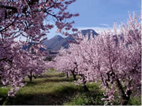 Jalon valley in early February is covered in pink and white blossom. Jalon valley property is situated near to these beautiful blossoms.
